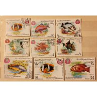 Йемен. Фауна. Рыбы.
