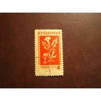 Болгария 1953 г.Дурман обыкновенный./36а/