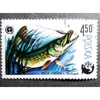 Марка Польша 1979 год Рыба