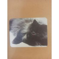 Календарь 1990 кошки/11