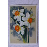 Романов И., Цветы нарцисс; 1963, чистая.