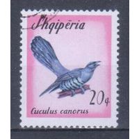 [125] Албания 1965. Фауна.Птицы.Кукушка. Гашеная марка.