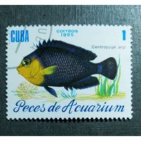 Марка Куба 1985 год Рыба