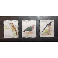 Малайзия. Фауна. Птицы (383)