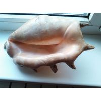 Ракушка дальневосточная