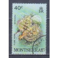 [2386] Монтсеррат 1979. Морская фауна.Кораллы и другие. Гашеная марка. 1