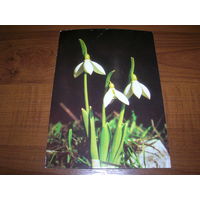 Цветы Подснежники Болгария чистая
