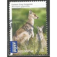 Австралия. Кенгуру с детёнышем. 2009г. Mi#3224.