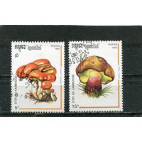 Кампучия. Грибы