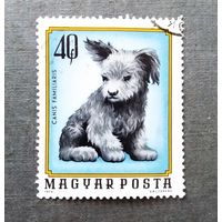 Марка Венгрия 1974 год Щенок