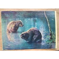 Белавежская пушча. Бабры (Беловежская пуща. Бобры) 1963 г. Чыстая.