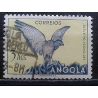 Ангола, колония Португалии, 1951. Ястреб