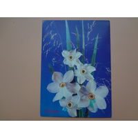 8 Марта.  Нарциссы.  1990 г.