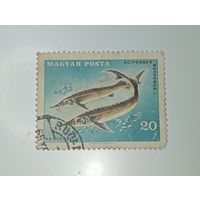 Распродажа коллекции с рубля ! Марка Венгрии  .