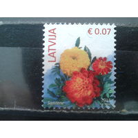Латвия, 2014. Бархатцы