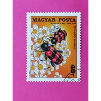 Венгрия. Насекомые. ( 1 марка ) 1980 года. 3-9.