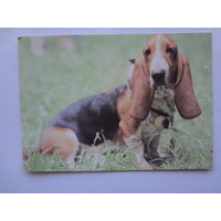 Календарик 1993 г.  Бассет-хаунд. (78).