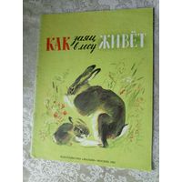 "Как заяц в лесу живет"\3