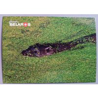 Серия "Планета Беларусь". Выдра. Фауна. Открытка, глянец