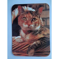 Календарик 20000 г. Кошка в корзинке.