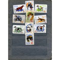 СССР, 1965,  СЛУЖеб.** ПОРОДЫ СОБАК,  серия 10м  марка 6к (БОРЗАЯ)   след накл.