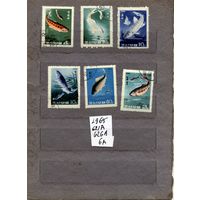 КНДР, 1965,  РЫБЫ,   серия  6м   гашен