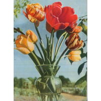 Подписанная открытка 1965г. БССР "Тюльпаны" фото Т. Ананьина