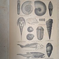 Девонская формация . Гравюра энциклопедическая 19-20век. 24х15см. СПБ.     РАСПРОДАЖА КОЛЛЕКЦИИ.