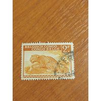 Бельгийская колония Конго фауна леопард (4-1)