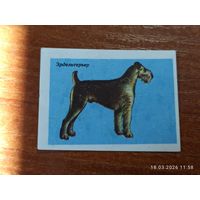 Спичечная этикетка Эрдельтерьер