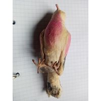 Ёлочные игрушки птички пара вата ссср