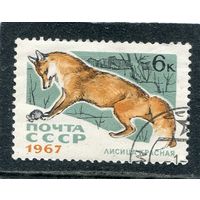 СССР 1967.. Пушные звери. Лисица красная