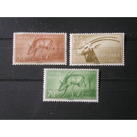 Испанская Сахара 1955 Животные