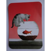 Календарик 20000 г. Котенок и рыбка.