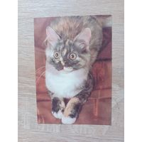 Календарик 1992-1993