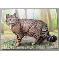 Лесной кот. Открытка, глянец