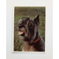 Жесткошерстный пинчер малый. Издательство Братислава. Чистая.