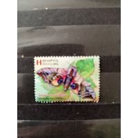 2016 Беларусь фауна бабочка (4-9)