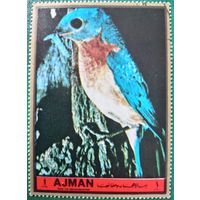 ОАЭ. Аджман. Фауна. Птицы