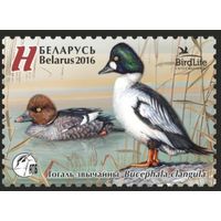 Птица года. Гоголь обыкновенный, 2016