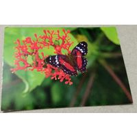 Посткроссинг. Открытка из Германии: бабочка  (10х15). Прошла почту. Художественные марки, чёткий штемпель.