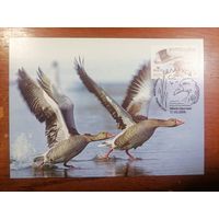 Картмаксимум 2009 год Беларусь Белпочта