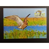 Птица года. Большой кроншнеп 2011 год Беларусь картмаксимум