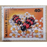 Венгрия 1980. Жуки. Trichodes Apiarius