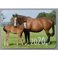 Лошади. Календарик, глянец, 2026. Траско