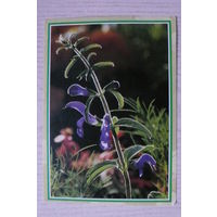 Цветы; подписана, Германия, п/п, марки.