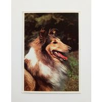 Шотландская овчарка (колли). Издательство Братислава. Чистая.