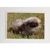 Пекинская собачка. Издательство Братислава. Чистая.