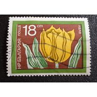 Лот 277 Болгария. Цветы. Тюльпан BG2348