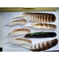 Перья большие натуральные ( цена за все) 7 фото